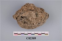 藏品(礁灰岩塊)的圖片